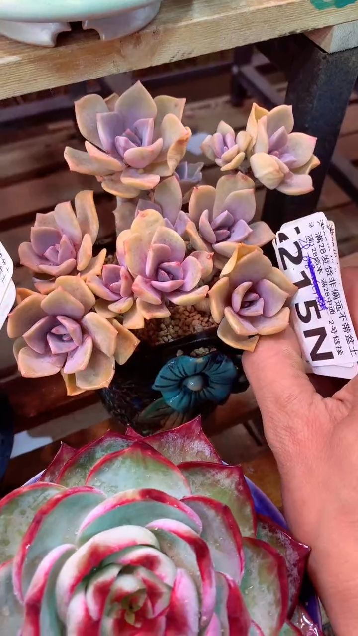 215N（一物一拍，精品多肉，所见即所得 ）