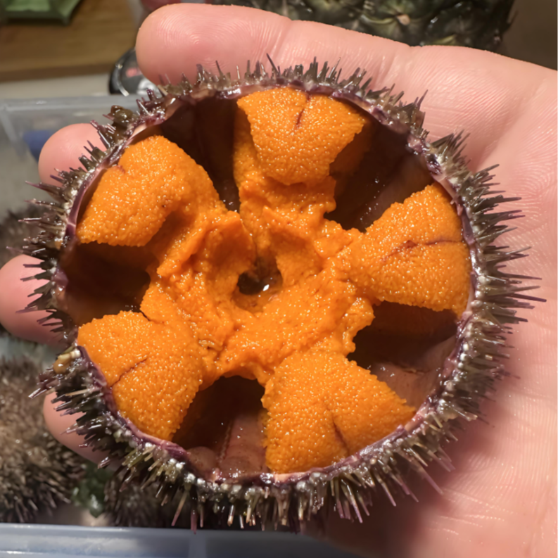 马粪海胆-鲜活/饱满度高-即食/蒸蛋/刺身