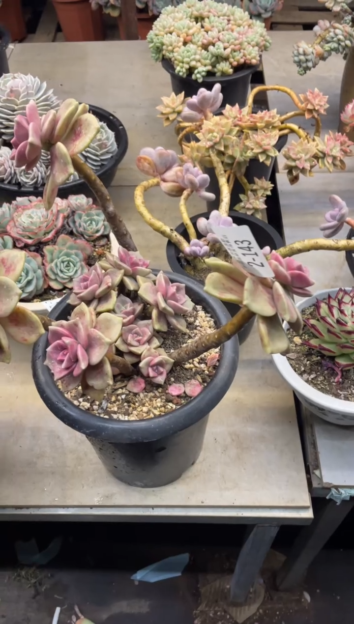 【闪购商品】2-143鹅肝