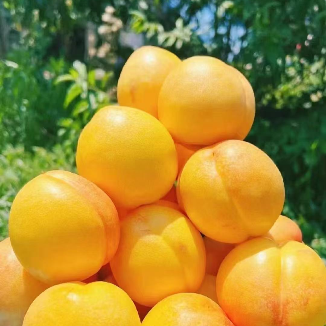 【达吾水果】锦绣黄毛水蜜桃3斤起包邮