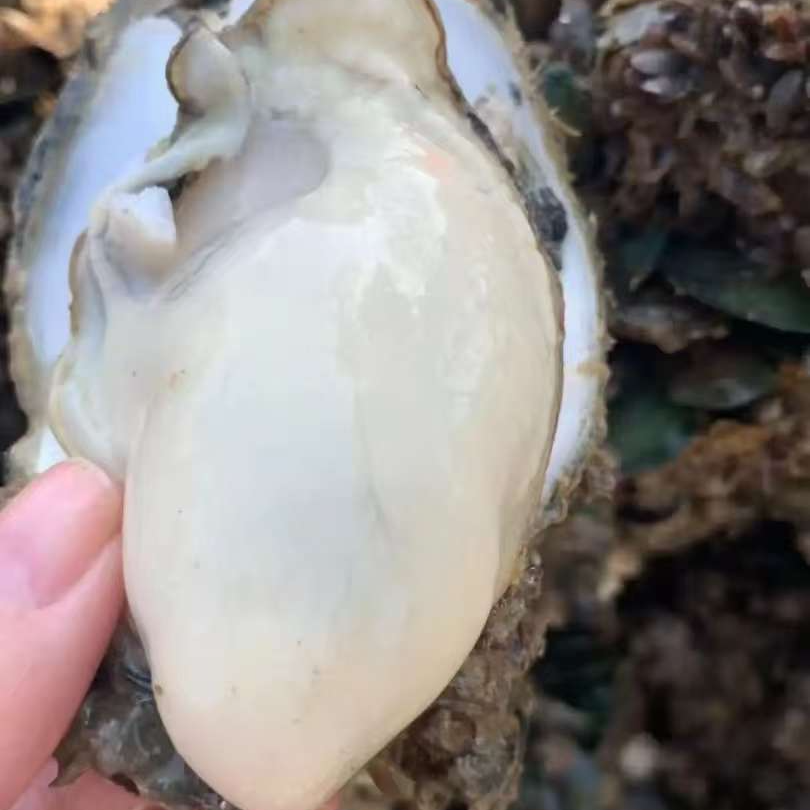 【大蚝现开半边壳】10斤包邮广西北部湾本地大白蚝无污染达到生食标准海蛎子海鲜生蚝