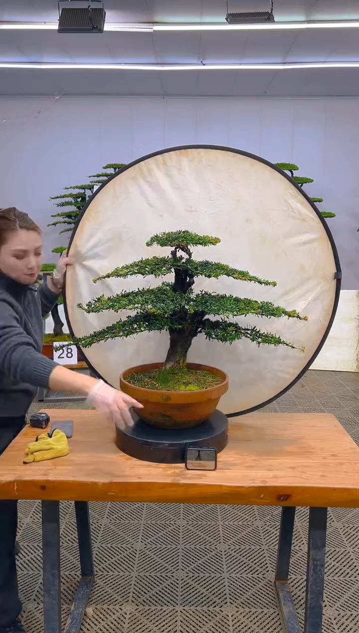 无花朵一物一拍一物一拍