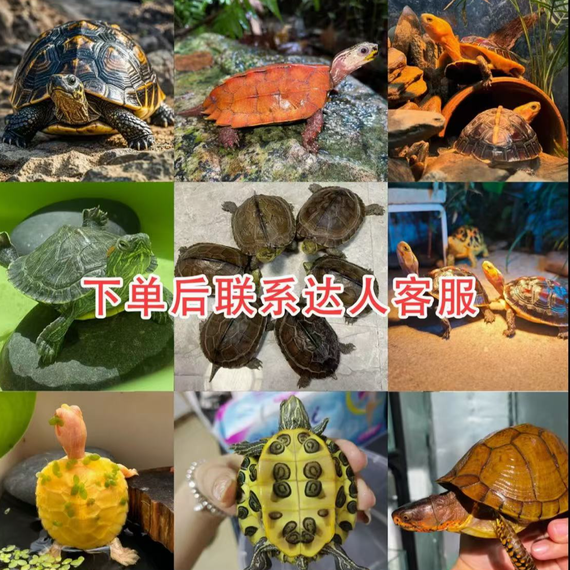 通用宠物活体链接