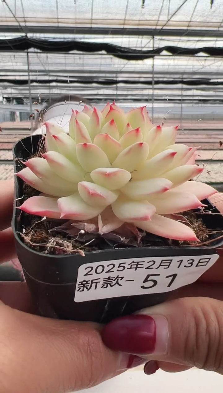 【闪购商品】新款多肉-51