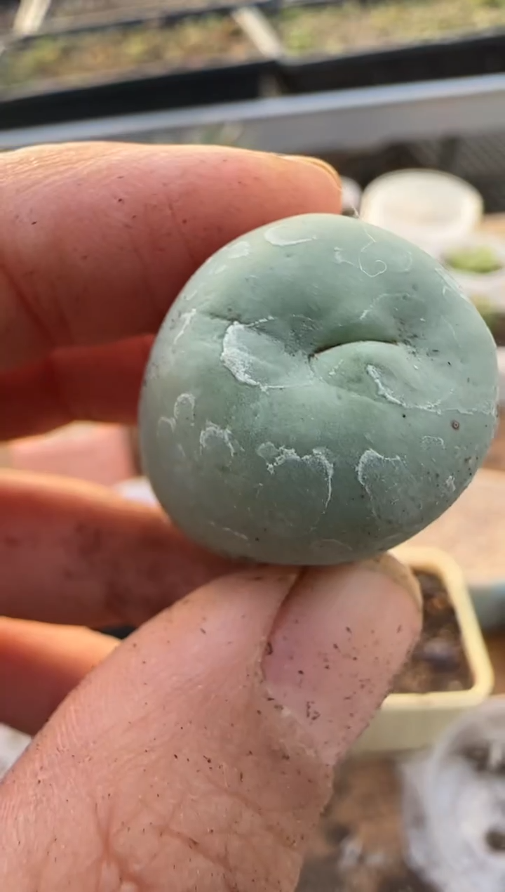 【闪购商品】9-374