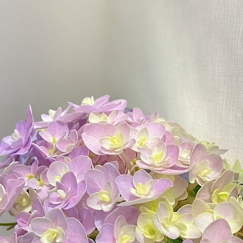 【花宝】 露天绣球老桩适合盆栽地栽