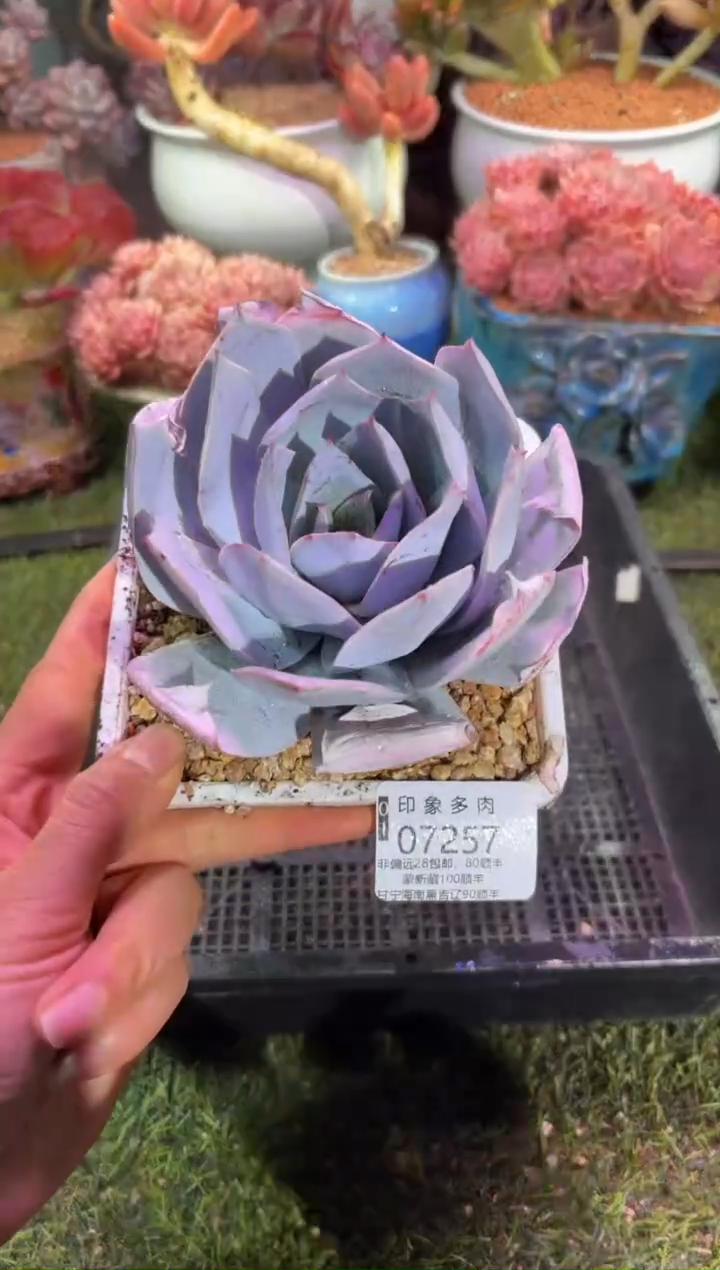 【闪购商品】07257