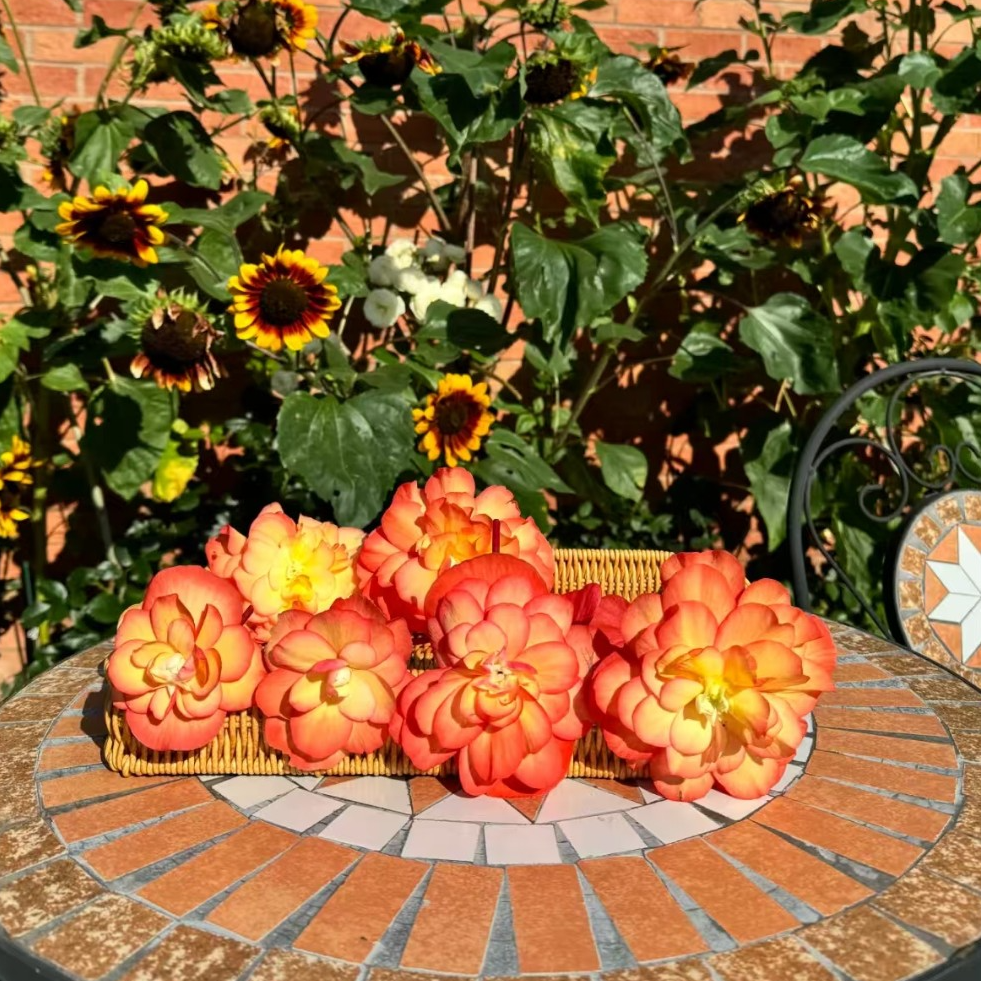 500ML  昂贵紫雪绒鲟鱼酱单方