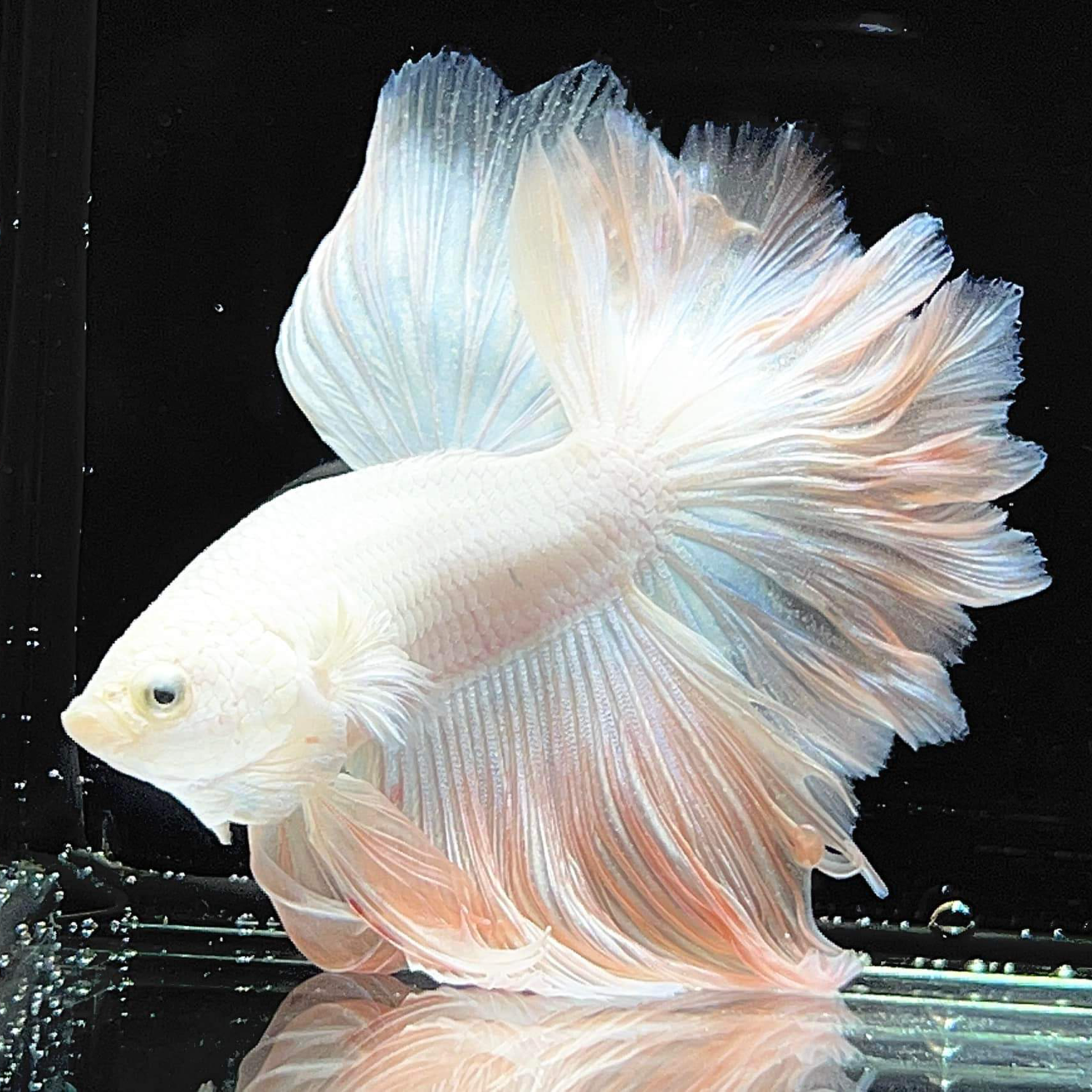 1-150号别致泰国斗鱼将军半月马尾小型观赏鱼热带鱼斗鱼免打氧