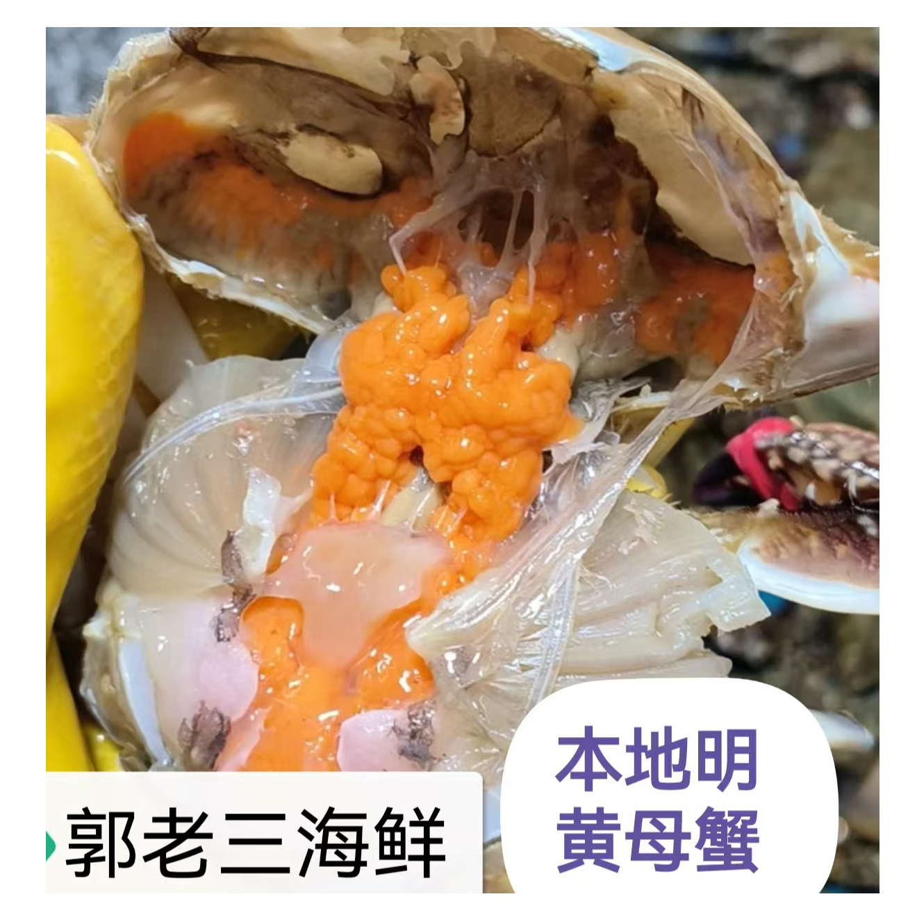 【郭老三东李店】鲜活野生梭子蟹（精挑大明黄母蟹）单只3-4两左右 2/3斤装【保鲜不保活】【会有掉腿介意勿拍】