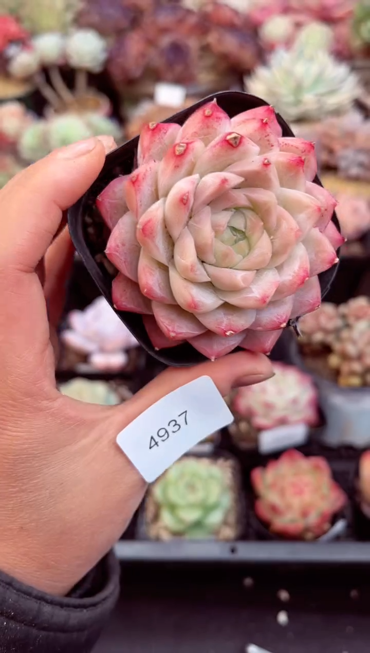 【闪购商品】4937单头多肉