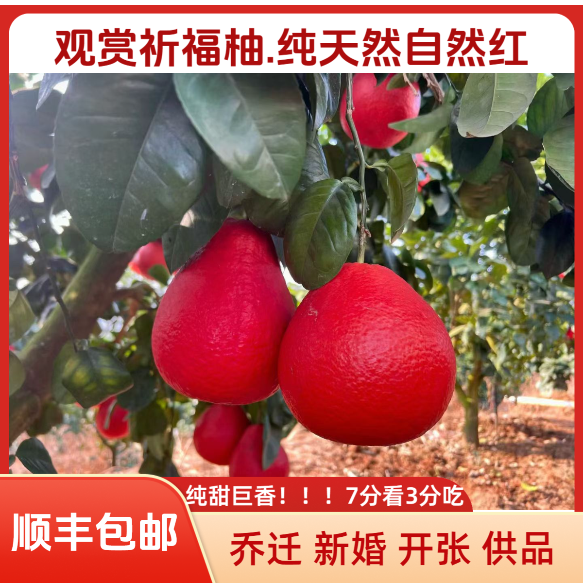 【顺丰包邮】巨香广西容县香水红柚天然红皮观赏祈福柚可看可吃