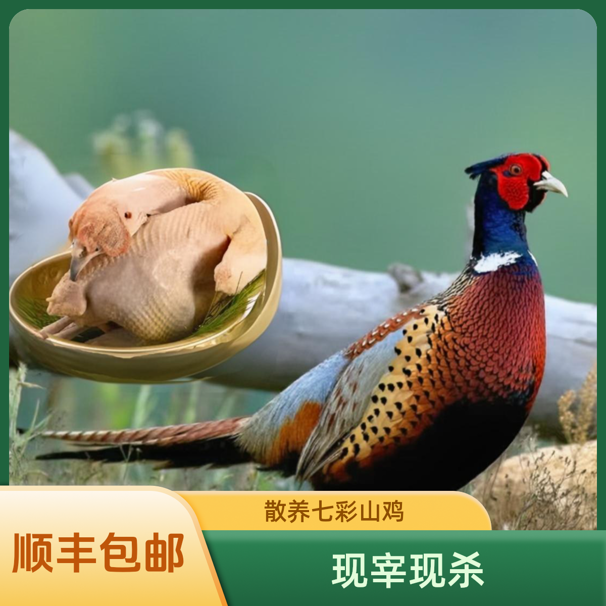 【一只山鸡】散养杂粮喂养七彩山鸡  现宰现杀  顺丰包邮 