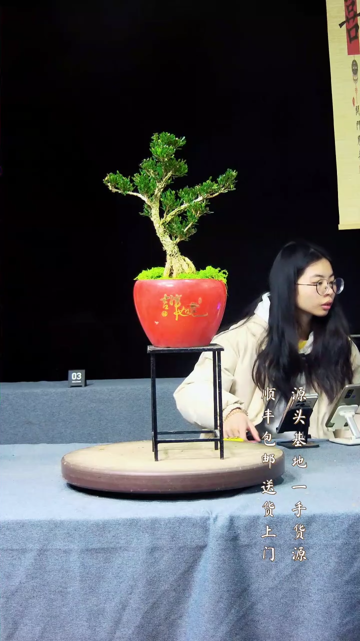 【闪购商品】黄杨盆景黄杨盆景