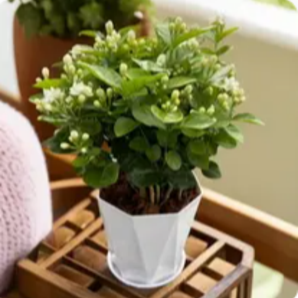 茉莉花盆栽四季开花重瓣浓香型室内室外阳台庭院好养高20-40  