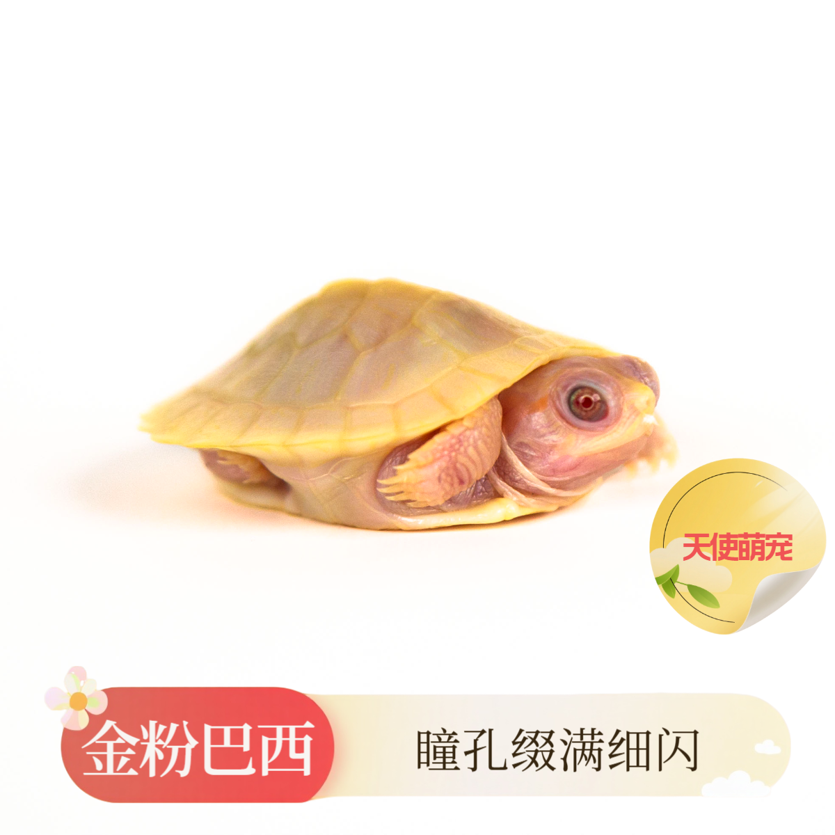 金粉巴西 眼中洒满星光的治愈小宠