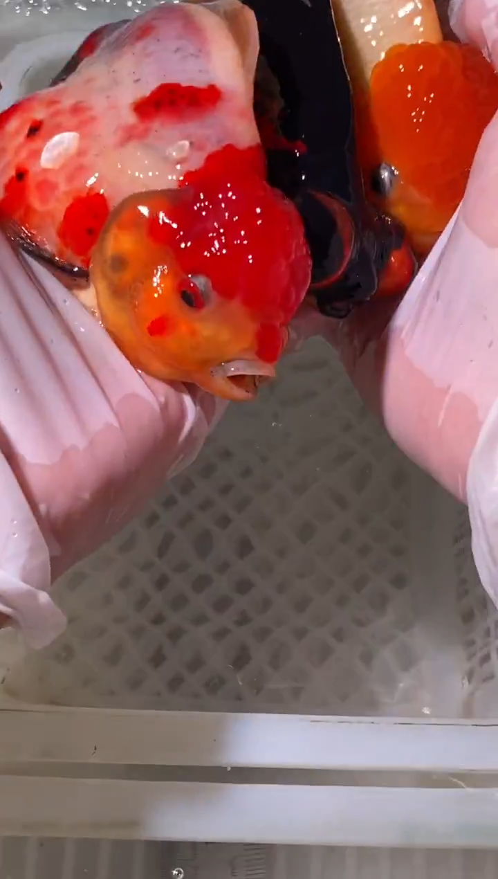 金鱼鱼之源一物一拍链接/无开箱视频不售后3