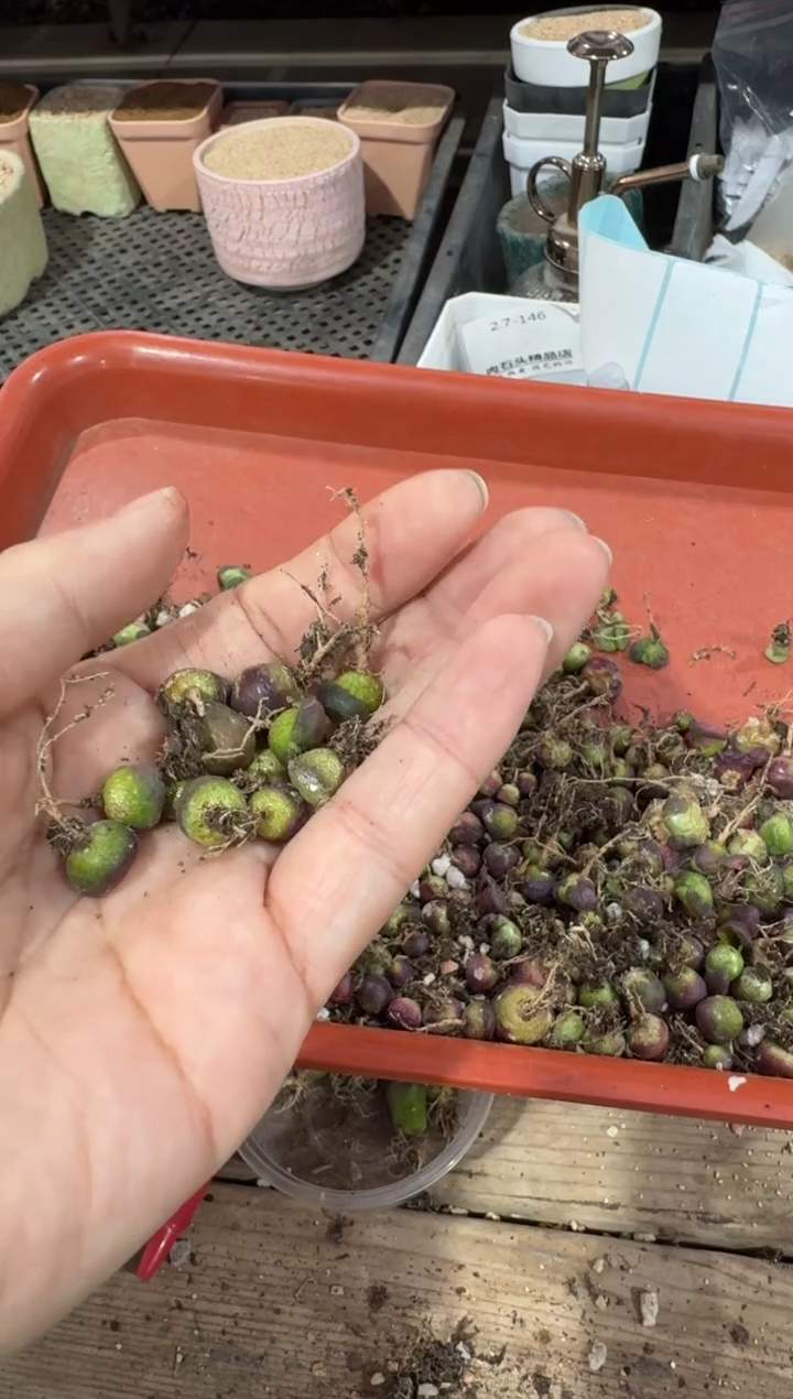 【闪购商品】4-246