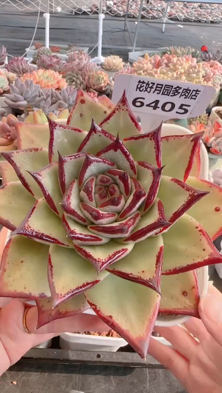 【闪购商品】6405乌木