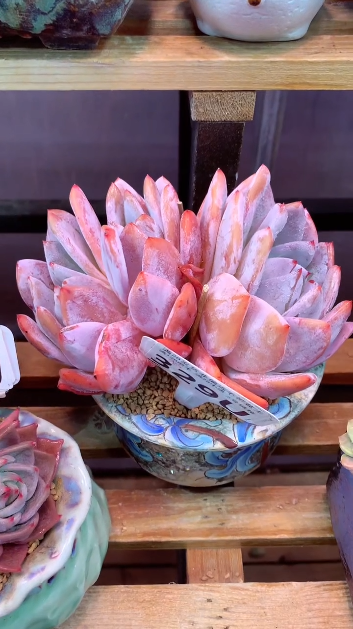 329 U（一物一拍，精品多肉，w所见即所得 ）
