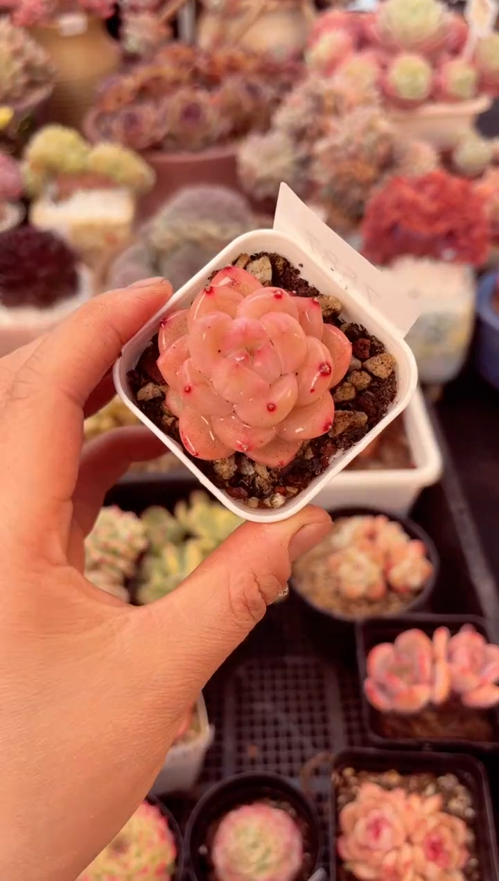 【闪购商品】7587单头糖心多肉