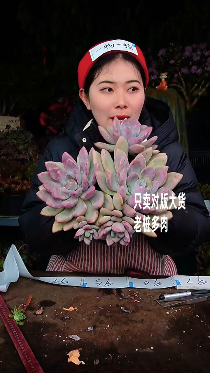 【闪购商品】奥普琳娜98号