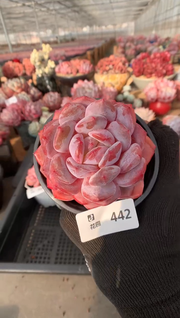 442粉星影多肉植物一物一拍