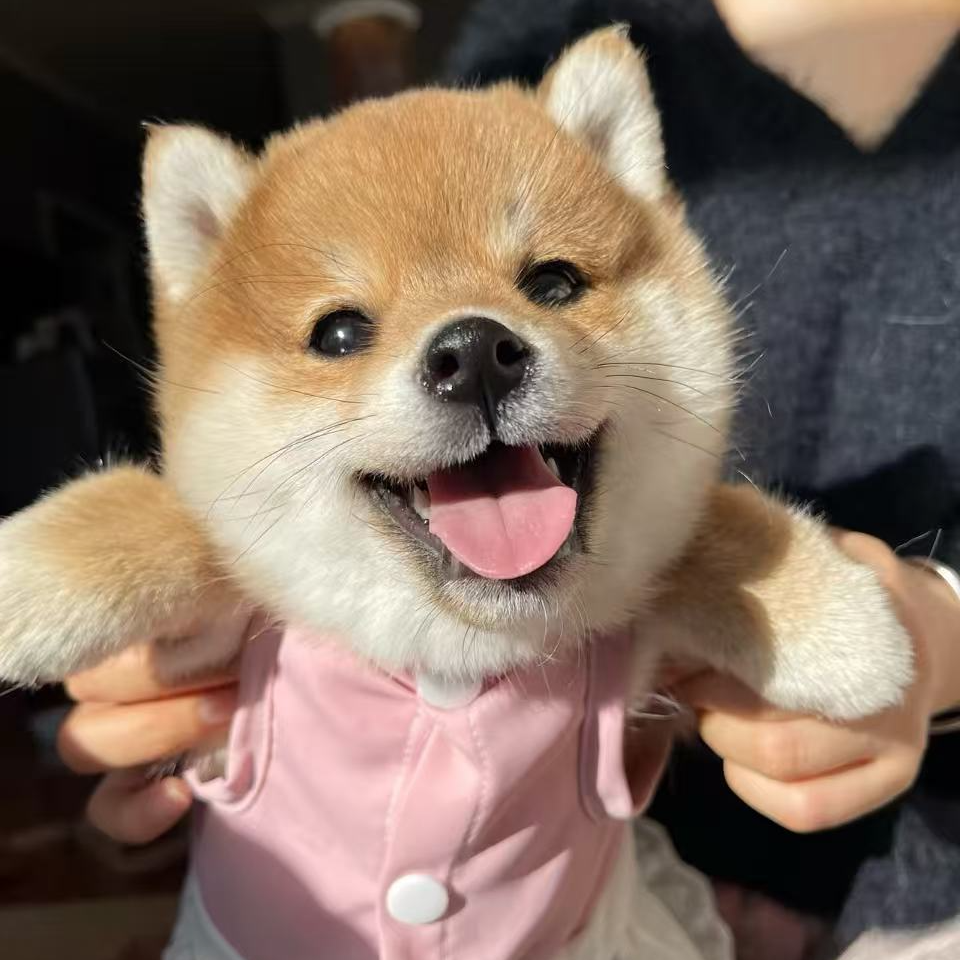 （阳阳萌宠）狗狗活体