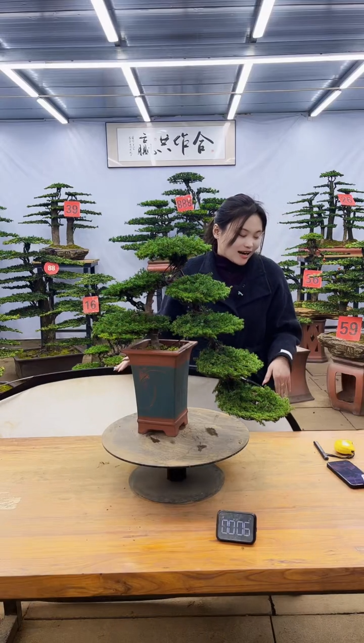 【闪购商品】高端盆景一物一拍，所见即所得