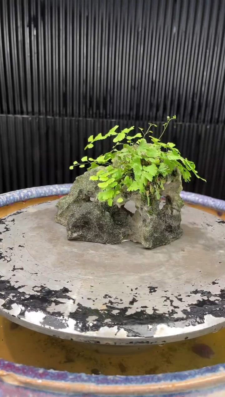 吴定石一物一拍专属