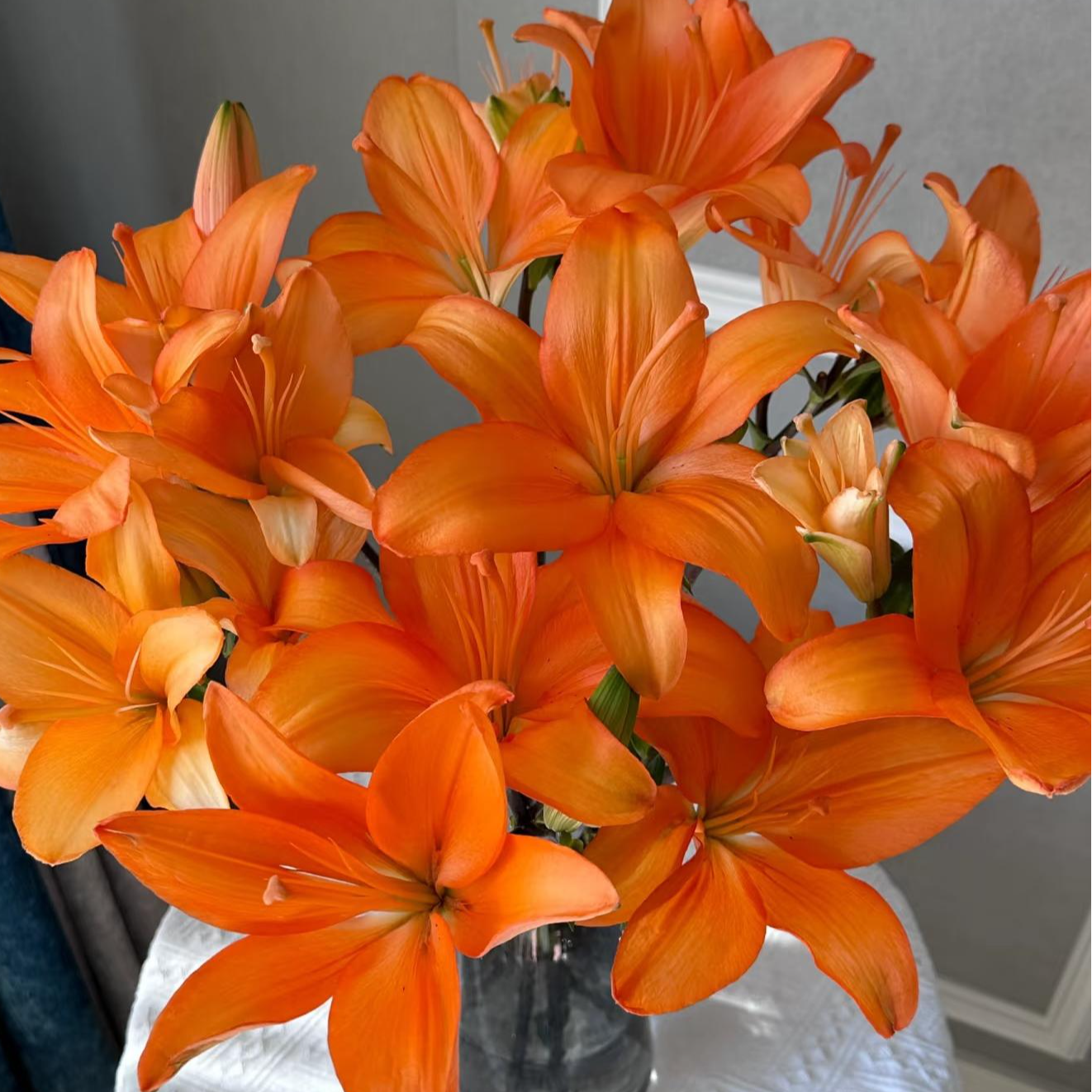 （优选）橙色梦想-无香亚百合