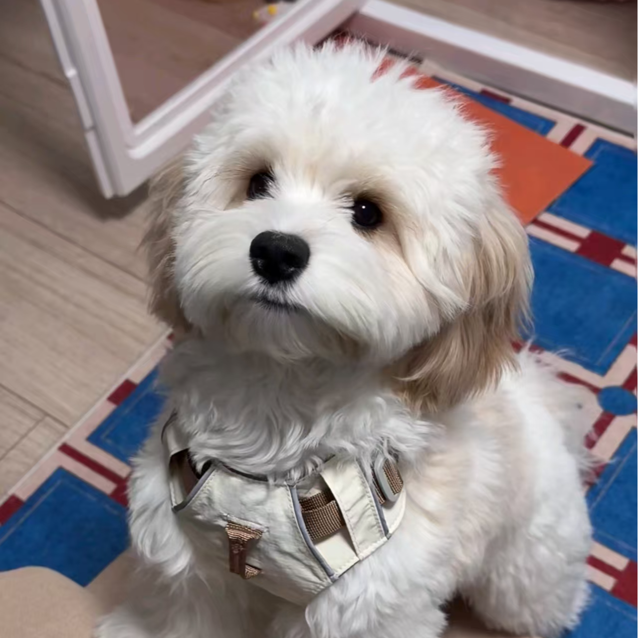 【大妞儿专属】尊宠家【精品可卡布可卡熊】陪伴狗