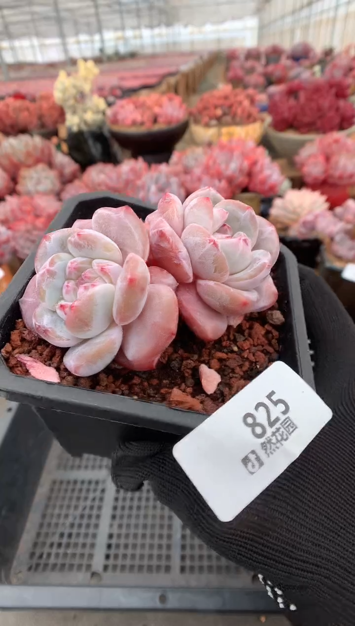 825星影多肉植物一物一拍