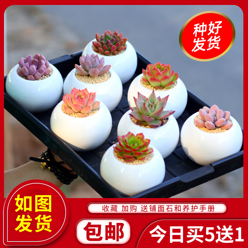肉肉植物组合盆栽含盆带土罕见多肉植物稀有品种大颗多肉花植物新