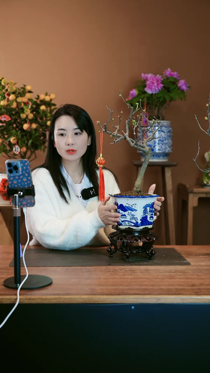 【闪购商品】盆景海棠花