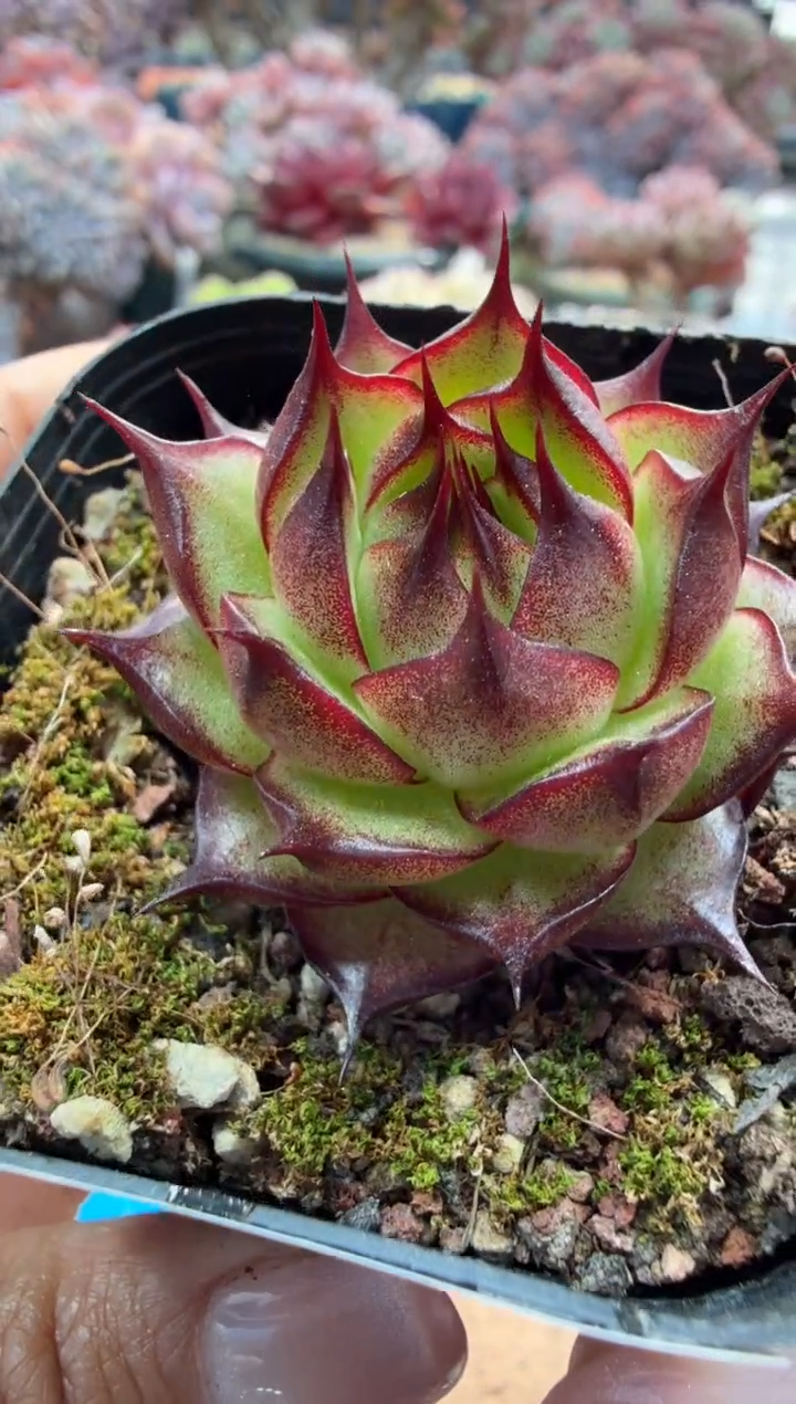 东云多肉园二店-266