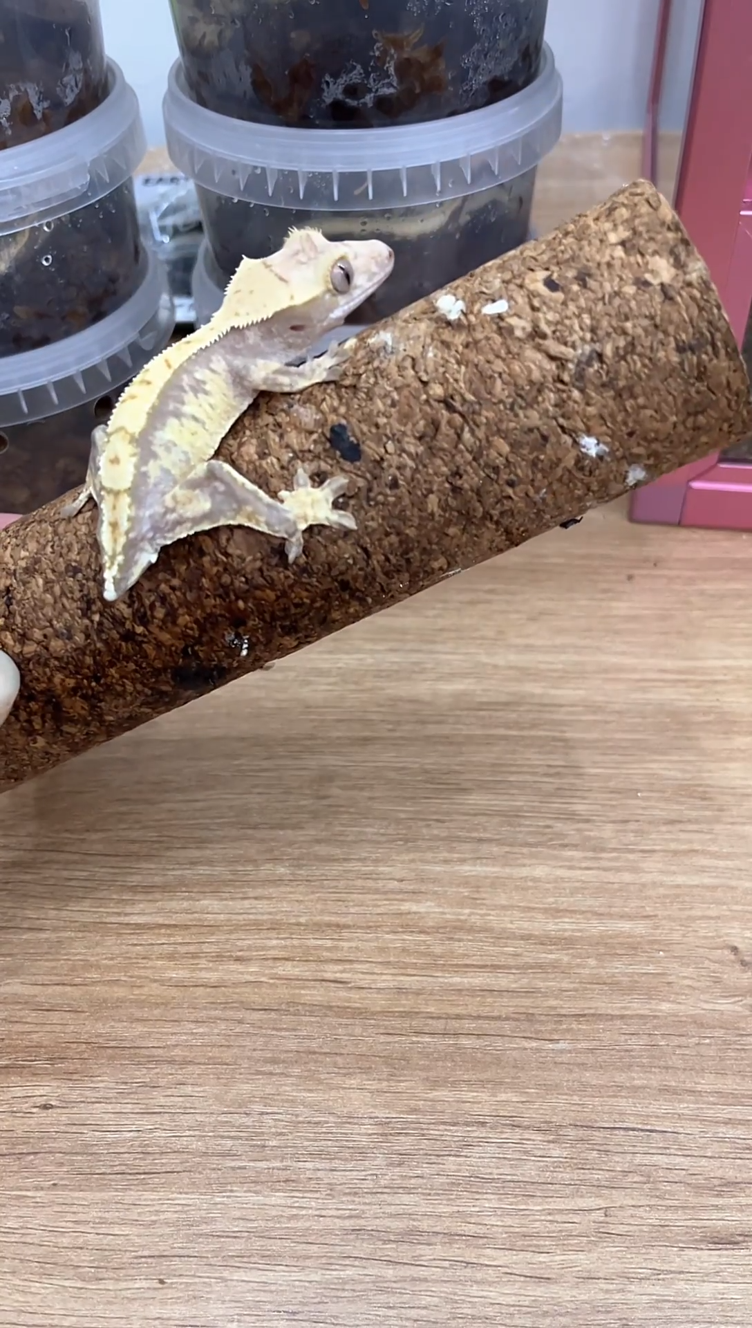 睫角守宫断尾睫角守宫