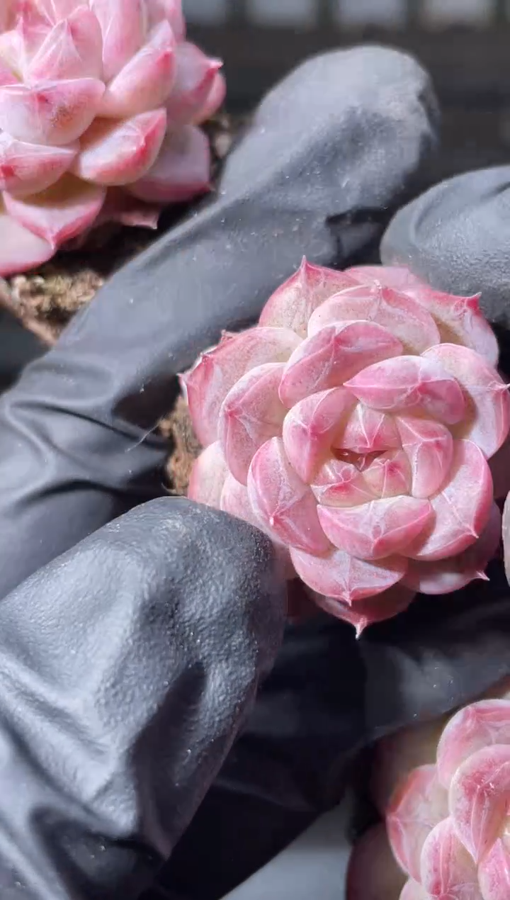 31-41 紫色谪系2-3厘米量拍发一颗