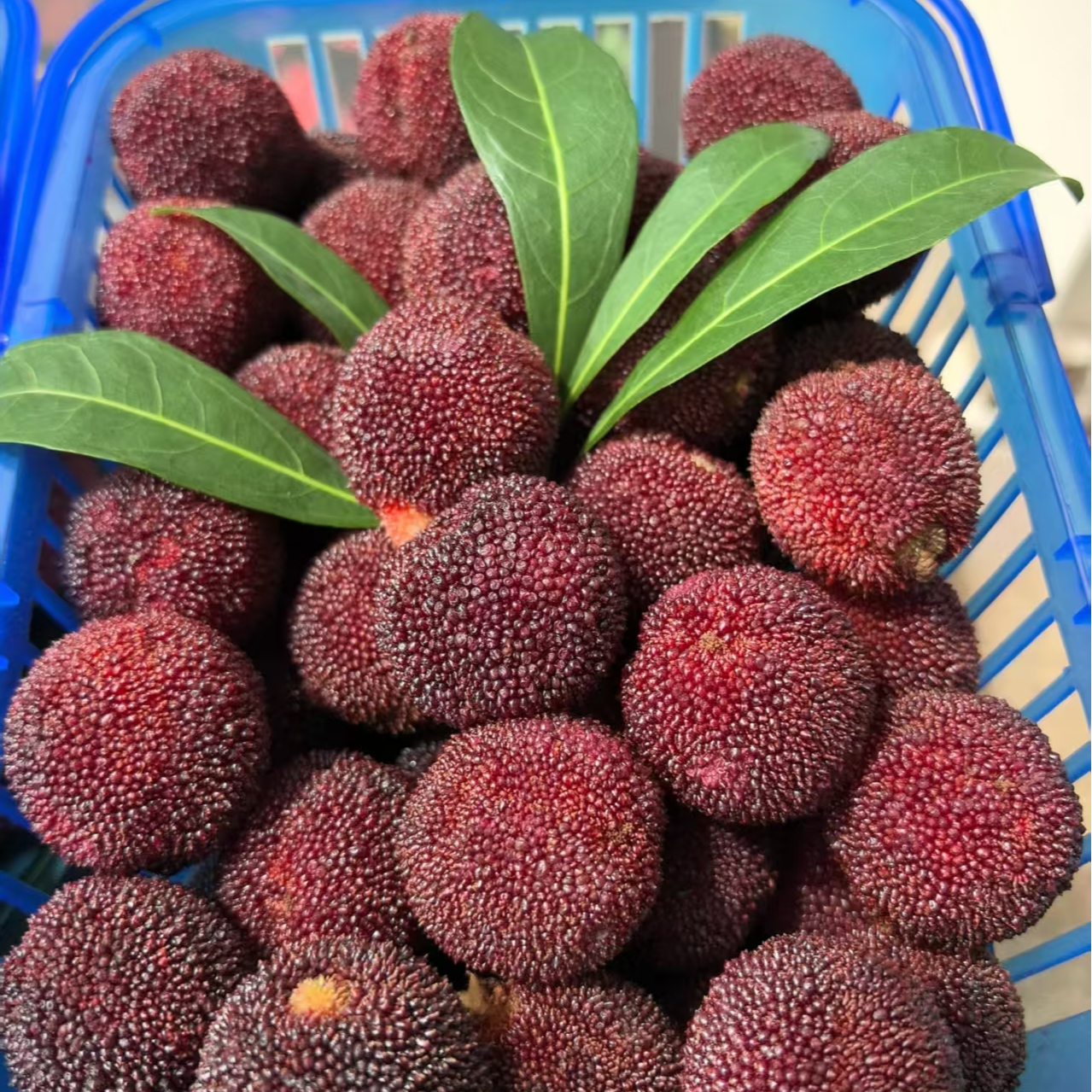 正宗仙居东魁杨梅单果20-25g1筐新鲜杨梅