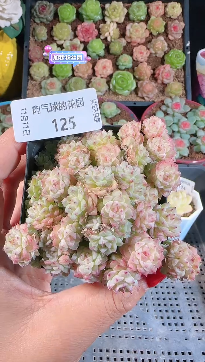 1111-125群生不包整