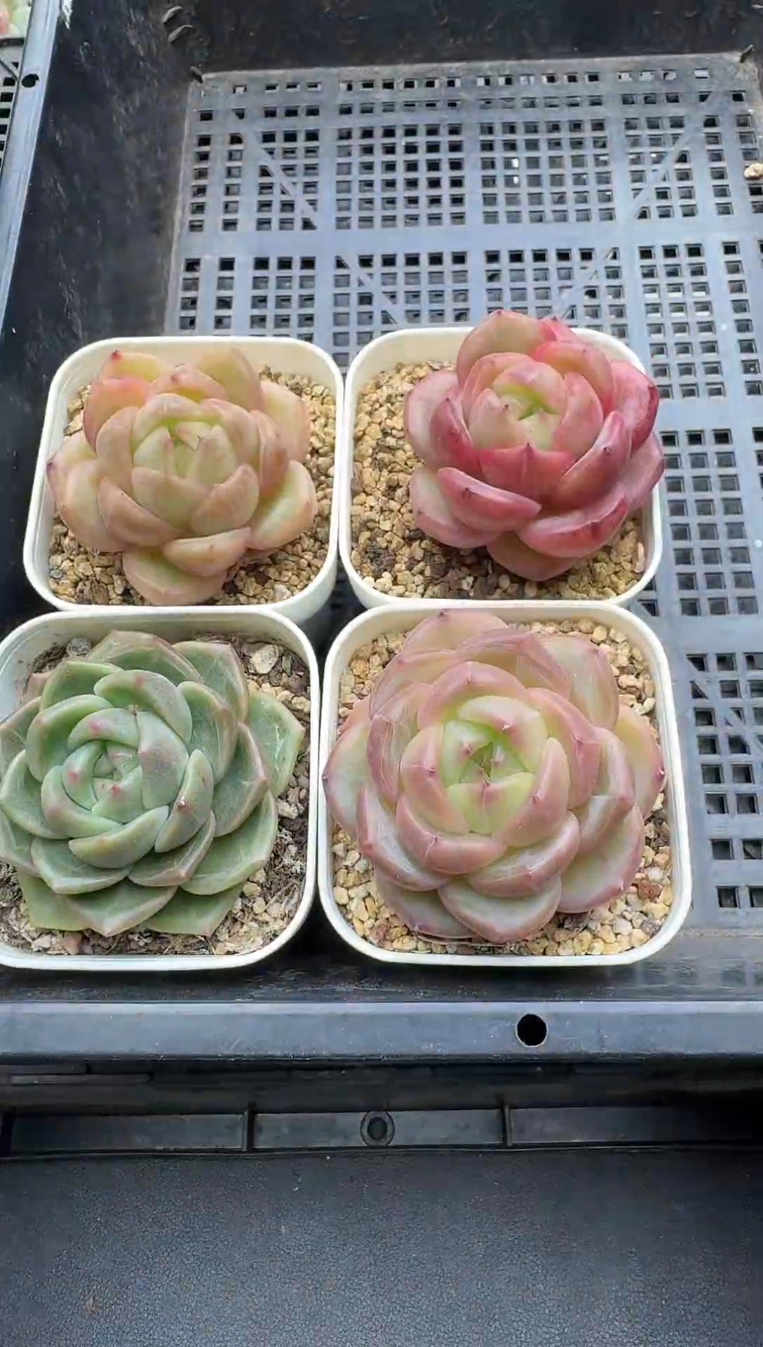 珍妮杂交多肉C545