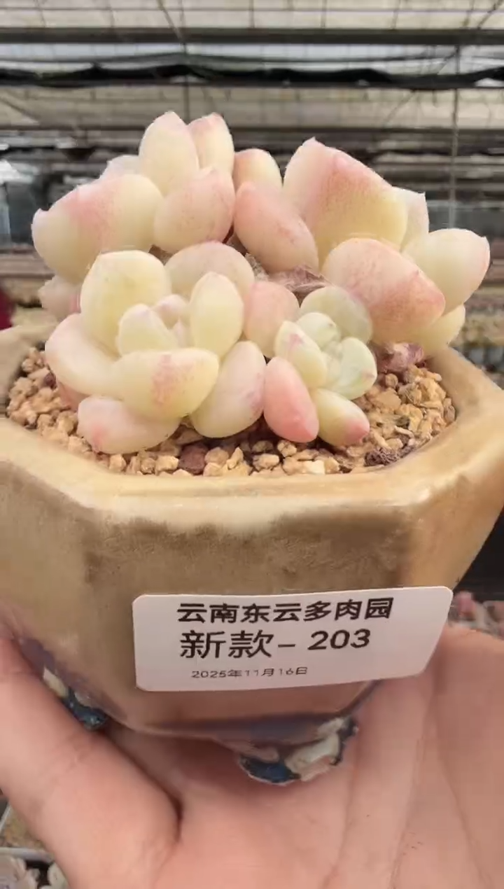 东云多肉园新款-203