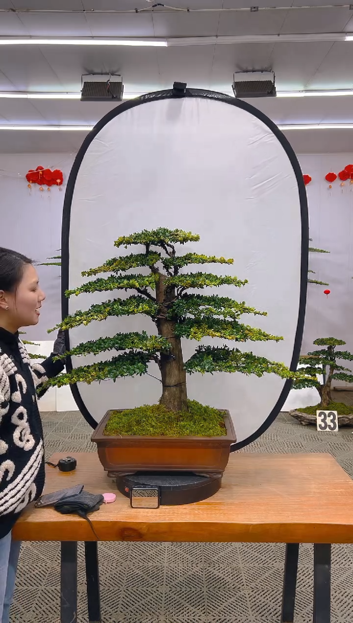 【闪购商品】盆景1