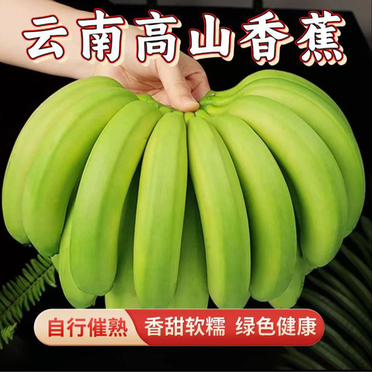 【青皮发货/催熟后食用】云南高山青皮香蕉自行催熟更健康软糯香甜