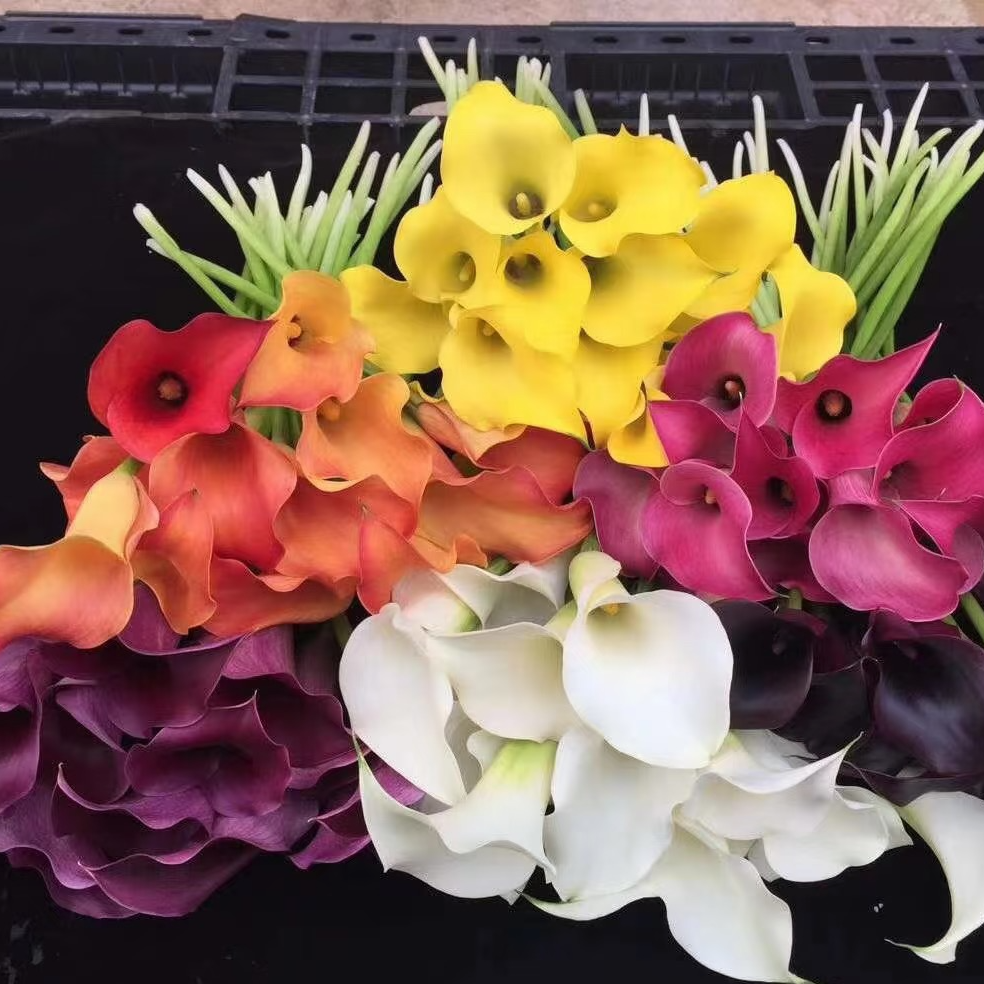【一单不售后|荷兰马蹄莲】 稀缺小众 高端品种 花期长   鲜切花