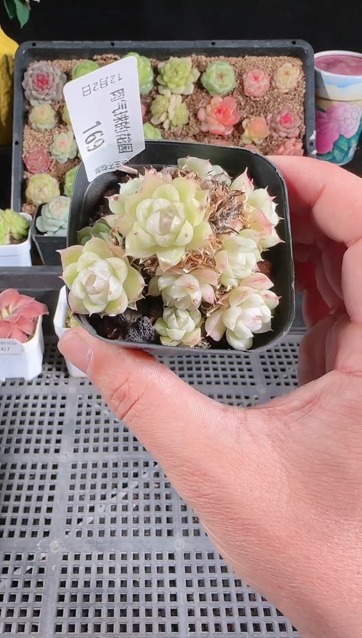 1202-169多肉群生不包整