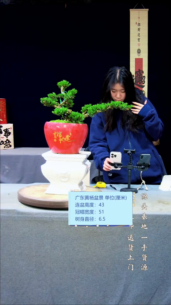 【闪购商品】黄杨盆景黄杨盆景