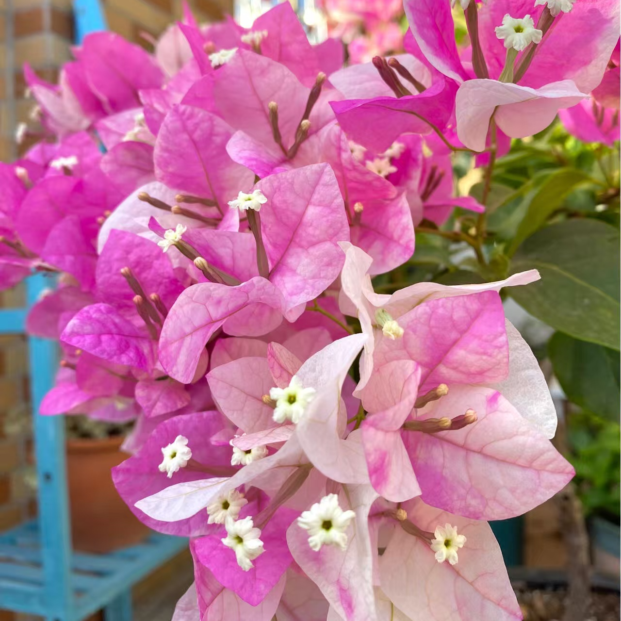 【漳红樱】三角梅勤花好养四季开花适合阳台庭院种植