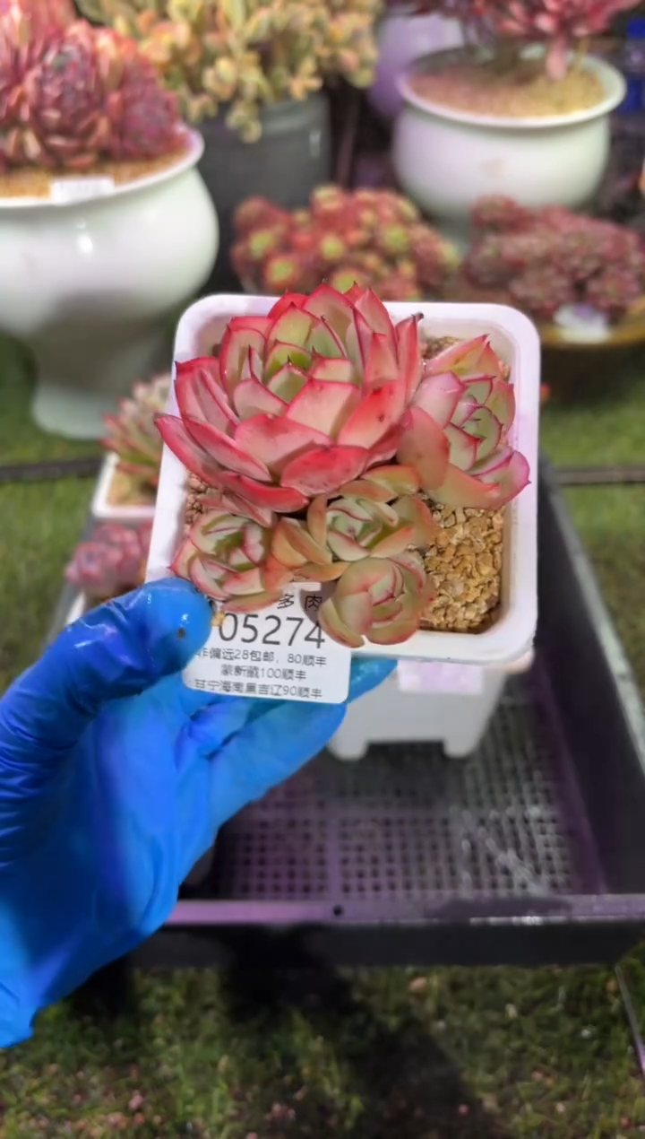 【闪购商品】05274