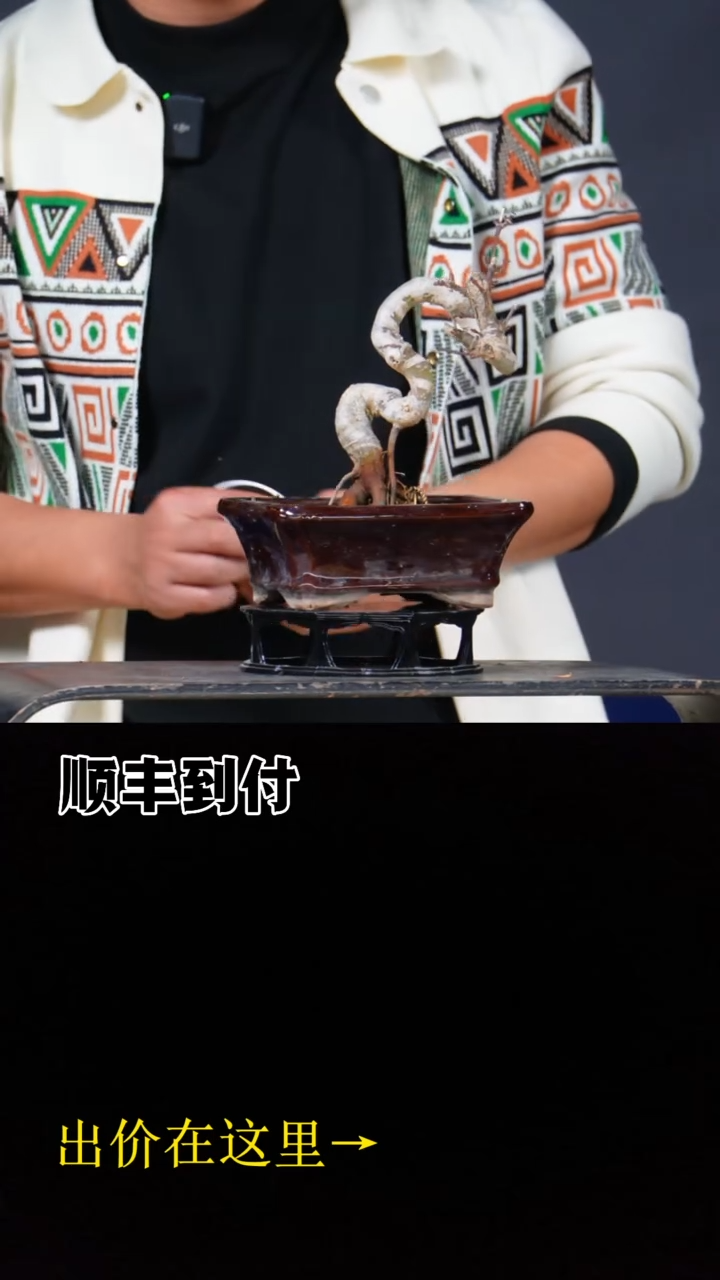 无花朵c287狮子头bubaoyou